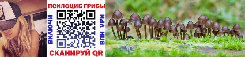 дарк нет телеграм  Холм  Галлюциногенные грибы GOLDEN TEACHER 